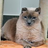 adoptable Cat in  named SISSY