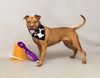 adoptable Dog in  named MOOGIE