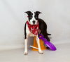 adoptable Dog in  named MARA JADE