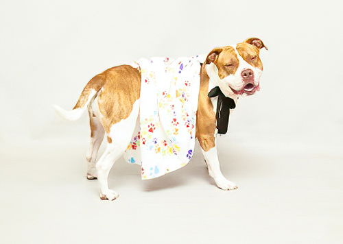 adoptable Dog in Sanford, FL named EZME