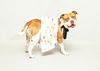 adoptable Dog in  named EZME