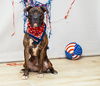 adoptable Dog in  named DOZER