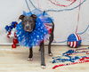 adoptable Dog in  named MUSE