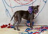 adoptable Dog in  named PATSY
