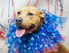 adoptable Dog in  named COCO