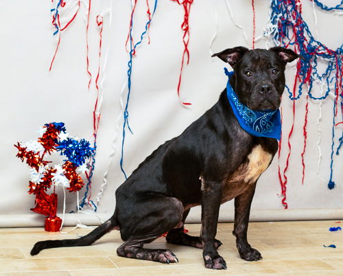 adoptable Dog in Sanford, FL named PRIME