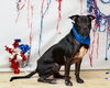 adoptable Dog in  named PRIME