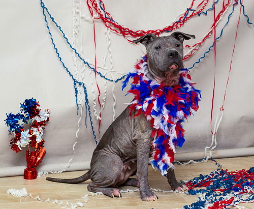adoptable Dog in Sanford, FL named QUEEN