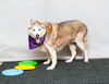 adoptable Dog in  named SCARLET