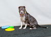 adoptable Dog in  named STELLA