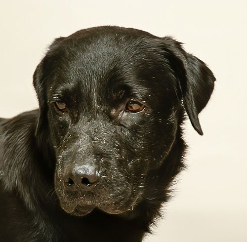 adoptable Dog in Sanford, FL named SHADOW