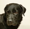 adoptable Dog in  named SHADOW