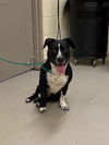 adoptable Dog in  named KODA