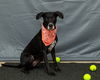 adoptable Dog in  named JYN