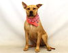 adoptable Dog in  named WILLOW