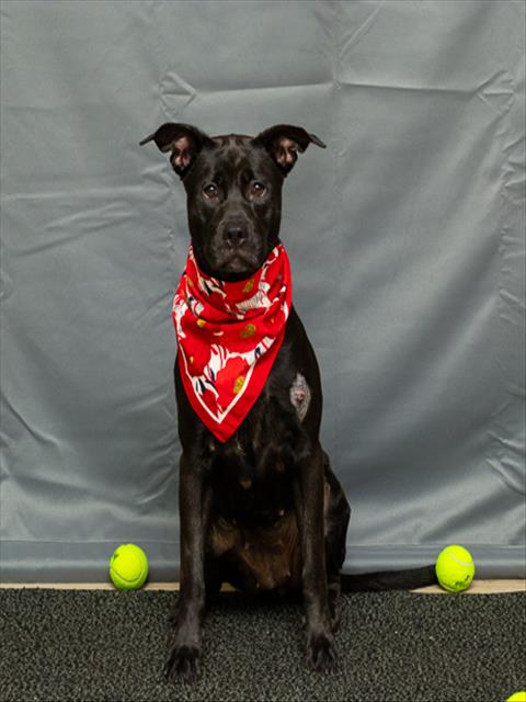 adoptable Dog in Sanford, FL named PEPPER