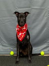 adoptable Dog in  named PEPPER