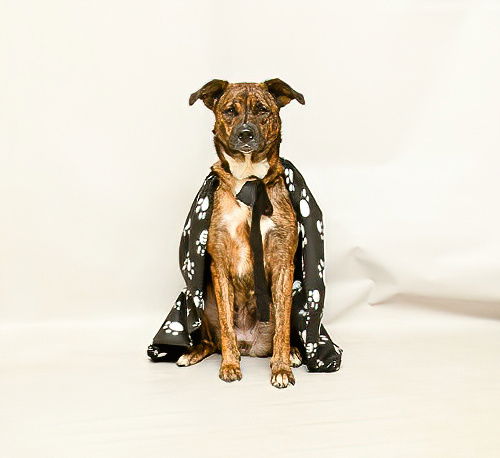 adoptable Dog in Sanford, FL named GALA
