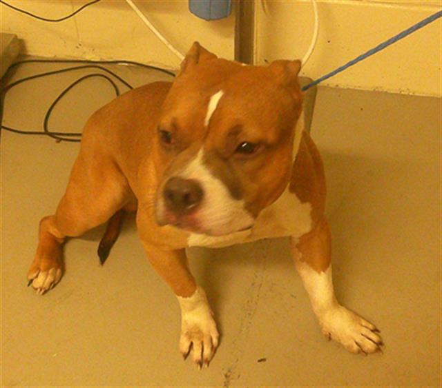 adoptable Dog in Sanford, FL named WINSTON