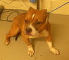 adoptable Dog in  named WINSTON