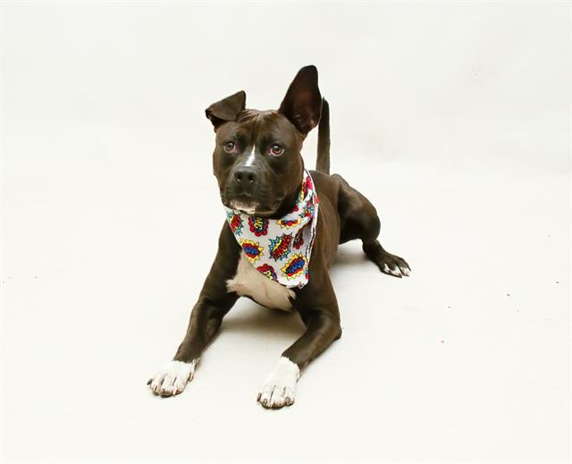adoptable Dog in Sanford, FL named RYE