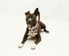 adoptable Dog in  named RYE