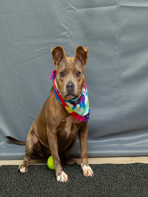 adoptable Dog in Sanford, FL named BLUE