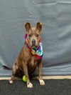 adoptable Dog in  named BLUE