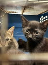 adoptable Cat in Sanford, FL named CYRUS