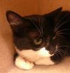 adoptable Cat in Sanford, FL named ALEXIS