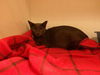 adoptable Cat in Sanford, FL named RUTHIE