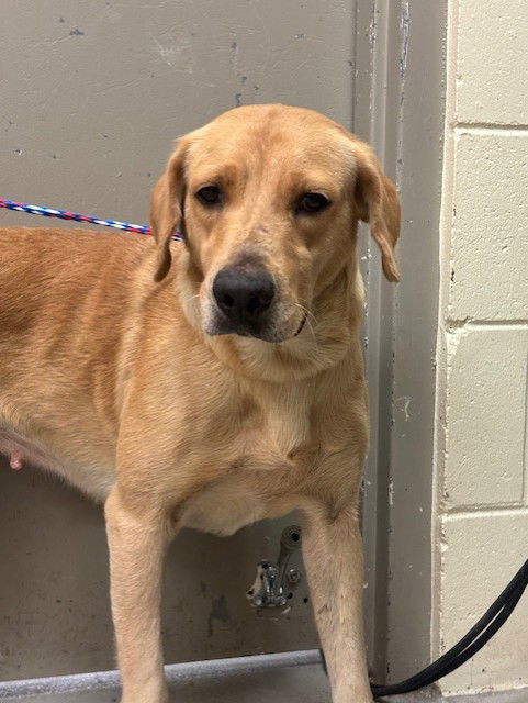 adoptable Dog in Sanford, FL named LIZARD-(LIZ)