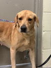 adoptable Dog in Sanford, FL named LIZARD-(LIZ)