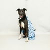adoptable Dog in Sanford, FL named ZAYCO
