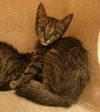 adoptable Cat in Sanford, FL named HABANERO