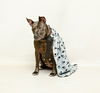 adoptable Dog in Sanford, FL named CHLOE