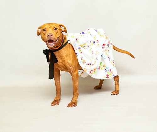 adoptable Dog in Sanford, FL named MARY LOU