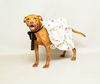 adoptable Dog in Sanford, FL named MARY LOU
