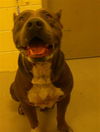 adoptable Dog in Sanford, FL named LOKI