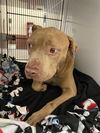 adoptable Dog in Sanford, FL named HANSON