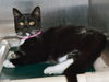 adoptable Cat in Sanford, FL named WILLOW