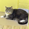 adoptable Cat in Sanford, FL named BOOTS