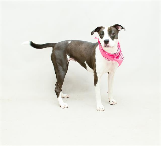 adoptable Dog in Sanford, FL named ASH