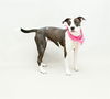 adoptable Dog in Sanford, FL named ASH