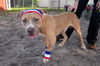 adoptable Dog in Sanford, FL named LEBRON JAMES