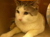 adoptable Cat in Sanford, FL named GRAY