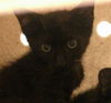 adoptable Cat in ,  named LEWIS