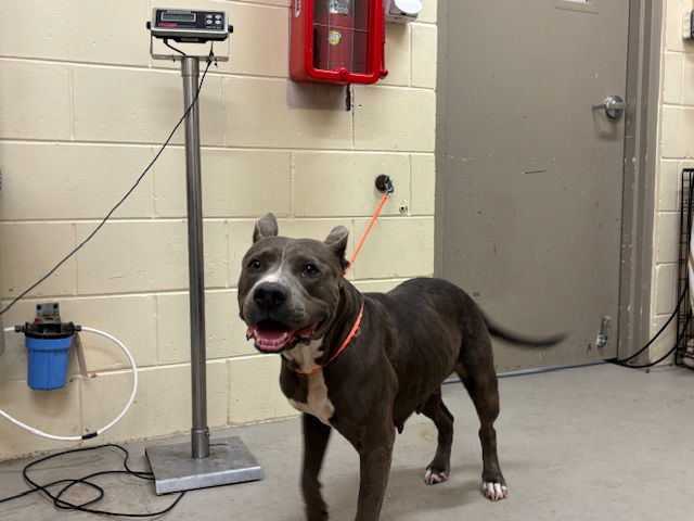adoptable Dog in Sanford, FL named SAPPHIRE