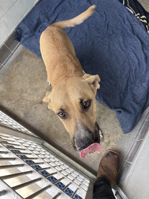 adoptable Dog in Sanford, FL named LOIS LANE