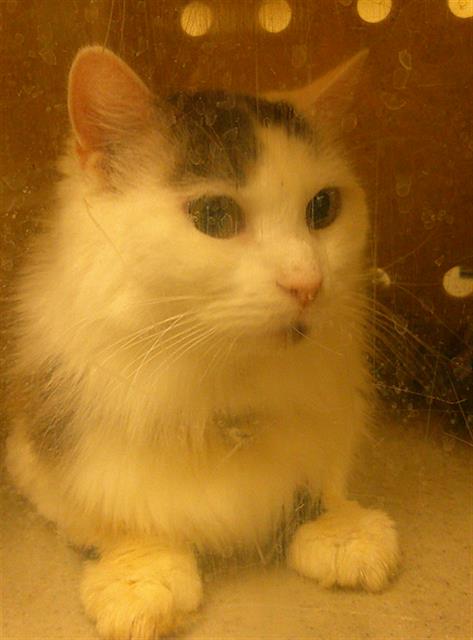 adoptable Cat in Sanford, FL named NIKKIE